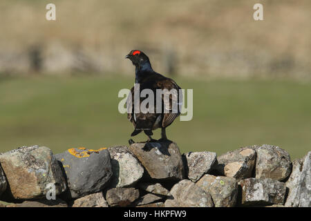 Un incredibile rare nero maschio di gallo cedrone (Tetrao tetrix) appollaiato su un muro di pietra. Foto Stock