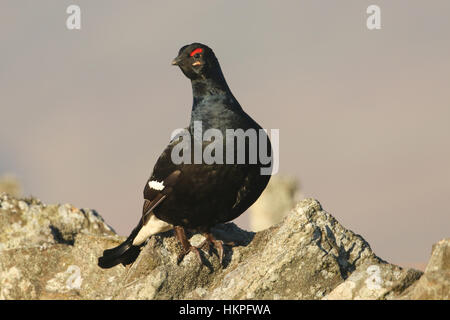 Un incredibile rare nero maschio di gallo cedrone (Tetrao tetrix) appollaiato su un muro di pietra. Foto Stock