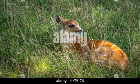 Baby Nyala antelope nascondendo in erba Foto Stock