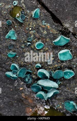 Elfcup verde / verde macchia fungo (Chlorociboria aeruginosa/aeruginascens) che cresce su un marciume log, Gloucestershire, UK, nov. Foto Stock