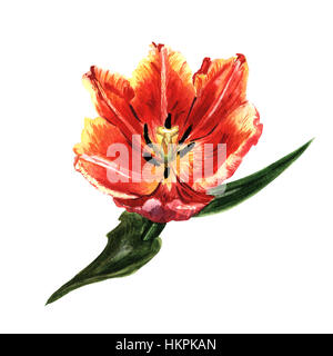 Millefiori tulip fiore in un stile acquerello isolato. Foto Stock