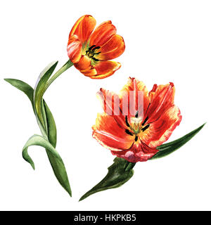 Millefiori tulip fiore in un stile acquerello isolato. Foto Stock