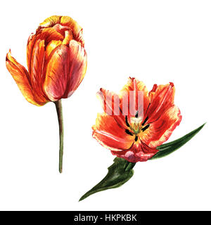 Millefiori tulip fiore in un stile acquerello isolato. Foto Stock