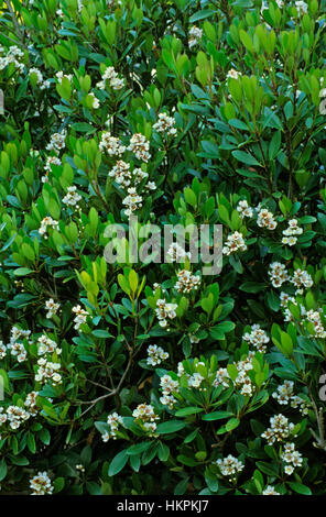 Indiche Raphiolepsis, Hawthorne, arbusto, Foto Stock