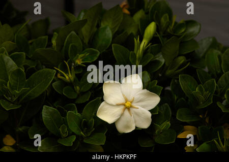 Gardenia gemma bianca Foto Stock