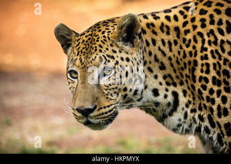 Leopard, Panthera pardus, l'Okonjima Riserva, Namibia, Africa, da Monika Hrdinova/Dembinsky Foto Assoc Foto Stock