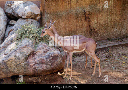 Gerenuk antilope, Litocranius walleri è visto in Kenya e in Somalia, in Africa, in aree asciutte. Foto Stock