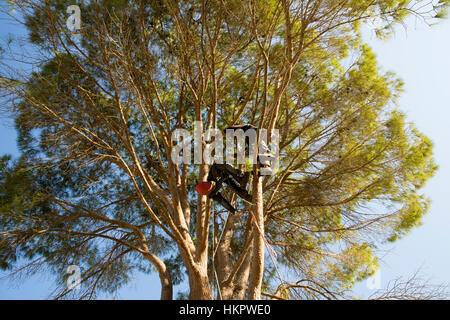 Il taglio di un grande albero giardino Foto Stock