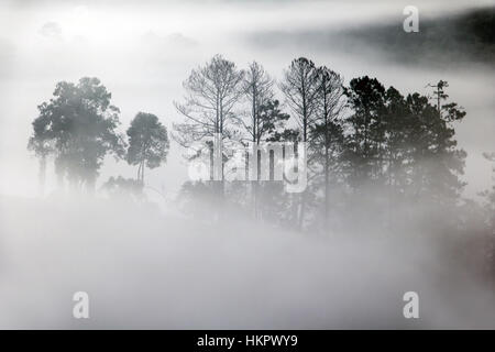 Contorni di alberi nella nebbia lo spunto. Silhouette di alberi nella nebbia nella foresta. Foto Stock