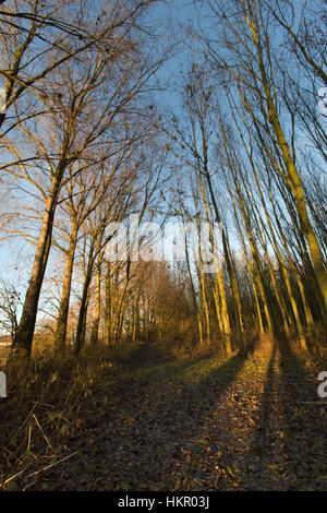 Rural Cheshire, Inghilterra. Pittoresca Veduta autunnale di un percorso a piedi attraverso il bosco. Foto Stock