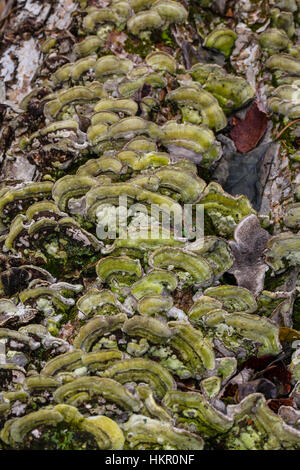 La Turchia funghi di coda (Trametes versicolor) che cresce su un albero abbattuto. Foto Stock