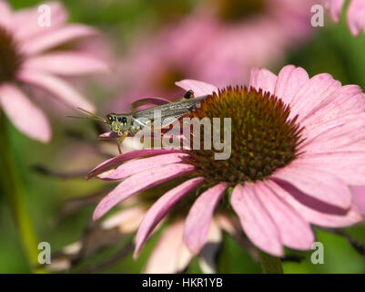 Zampe rosse grasshopper, Melanoplus femurrubrum, su Purple Coneflower, Echinacea Foto Stock