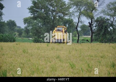 Agricoltore cornfield raccolta su una macchina per mietitura Foto Stock