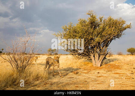 Ghepardo caccia, Acinonyx jubatus, Lapa Lange Lodge, Namibia, da Monika Hrdinova/Dembinsky Foto Assoc Foto Stock