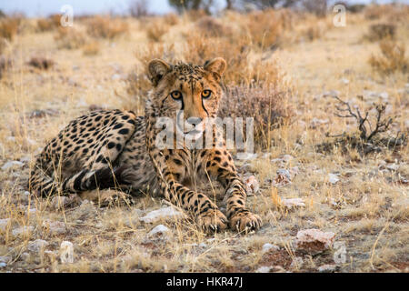 Ghepardo a riposo, Acinonyx jubatus, Lapa Lange Lodge, Namibia da Monika Hrdinova/Dembinsky Foto Assoc Foto Stock