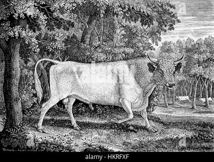 Chillingham Bull da Thomas Bewick 1789 Foto Stock