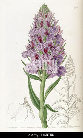 Questa illustrazione botanica del 1835 presenta Dactylorhiza foliosa, precedentemente nota come Orchis foliosa. Il dipinto, pubblicato nel registro botanico di Edwards, mostra gli intricati dettagli del fiore, che è originario dell'Europa. L'opera riflette la precisione e la bellezza dell'illustrazione botanica del XIX secolo. Foto Stock