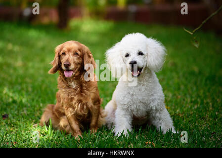 Barboncino bianco e cocker spaniel seduto su erba verde Foto Stock