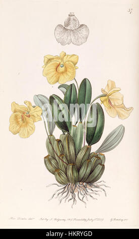 Questa illustrazione botanica del registro botanico di Edwards raffigura il Dendrobium jenkinsii, una specie di orchidea originaria del sud-est asiatico. L'opera, pubblicata nel 1839, riflette la rappresentazione dettagliata e vibrante delle piante tipiche dell'arte botanica del XIX secolo. Foto Stock
