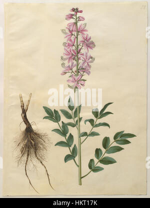 *Dictamnus albus*, comunemente noto come cespuglio ardente, è una pianta in fiore originaria della regione mediterranea. Conosciuta per i suoi fiori aromatici distintivi e i suoi oli infiammabili, ha una lunga storia nella medicina erboristica e negli studi botanici. Foto Stock