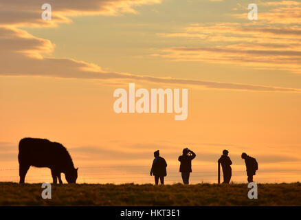 Bovini sul South Downs vicino a Devil's Dyke, East Sussex Foto Stock