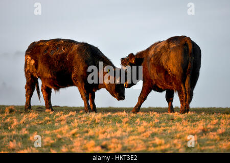 Bovini sul South Downs vicino a Devil's Dyke, East Sussex Foto Stock