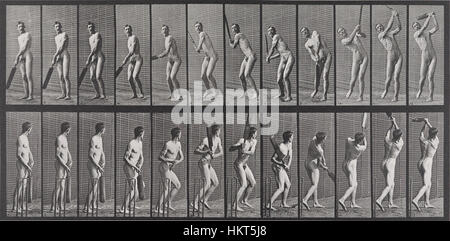 Eadweard Muybridge Locomozione animale piastra 391 Foto Stock