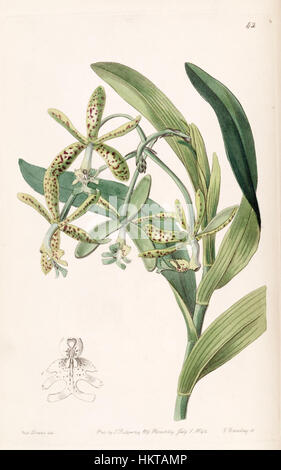 Un'illustrazione di Epidendrum cristatum (precedentemente Epidendrum raniferum), dal Botanical Register di Edwards, volume 28, Plate 42, pubblicato nel 1842. La descrizione dettagliata mostra le caratteristiche peculiari della pianta, contribuendo alla conoscenza botanica del tempo. Foto Stock