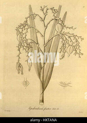 Questa illustrazione botanica tratta da Xenia volume 1, piastra 37 (1858), raffigura la specie Epidendrum frutex, un'orchidea originaria dei tropici. Il rendering preciso mette in risalto la sua struttura floreale unica e i colori vivaci. Foto Stock