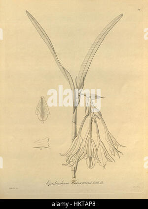 Epidendrum warszewiczii, come mostrato in questa illustrazione botanica del volume 1 (1858) di "Xenia", è una specie di orchidea originaria delle regioni tropicali delle Americhe. L'illustrazione dettagliata evidenzia le caratteristiche uniche della pianta e contribuisce allo studio della flora tropicale. Foto Stock
