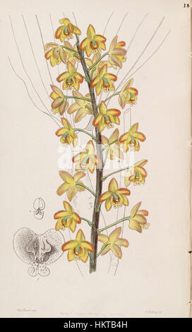 Questa illustrazione botanica tratta dal "Botanical Register" di Edwards raffigura la specie di orchidee Eriopsis biloba, mostrando la sua complessa struttura floreale. Pubblicato per la prima volta nel 1847, esemplifica la raffinata arte dell'illustrazione botanica durante il XIX secolo. Foto Stock