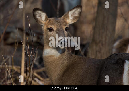 White-tailed deer Foto Stock