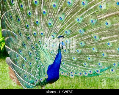 Peacock sul display, Parigi, Francia Foto Stock