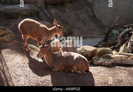 Ibex Nubiano, Capra nubiana, è una capra trovati nel deserto del Medio Oriente Foto Stock