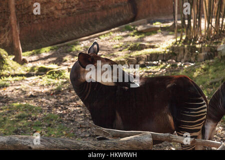 Okapi, Okapia johnstoni, vivono nella foresta pluviale tropicale nel Congo dell Africa. Foto Stock