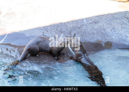 Giant Lontra di fiume, Pteronura brasiliensis, si ritrova in Amazzonia, Orinoco e La Plata fiumi del Sud America. Foto Stock