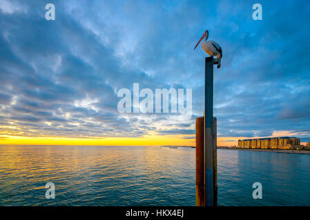 Pelican seduto sul palo vicino alla spiaggia di Glenelg al tramonto, Spiaggia di Glenelg, Sud Australia Foto Stock