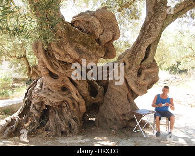 Presumibilmente è un albero di olivo nel villaggio Kalamaki e sull'isola di Zante in Grecia il più antico albero di olivo nel mondo. molto interessante, con grande tronco. Foto Stock