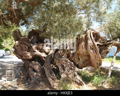 Presumibilmente è un albero di olivo nel villaggio Kalamaki e sull'isola di Zante in Grecia il più antico albero di olivo nel mondo. molto interessante, con grande tronco. Foto Stock