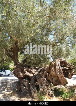 Presumibilmente è un albero di olivo nel villaggio Kalamaki e sull'isola di Zante in Grecia il più antico albero di olivo nel mondo. molto interessante, con grande tronco. Foto Stock