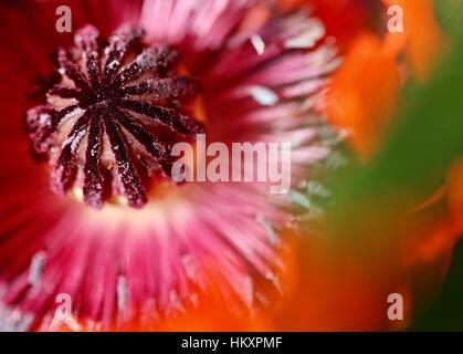 Immagine di papavero rosso ( Papaver ) e capsula di sementi, Shepperton, Surrey, Regno Unito Foto Stock