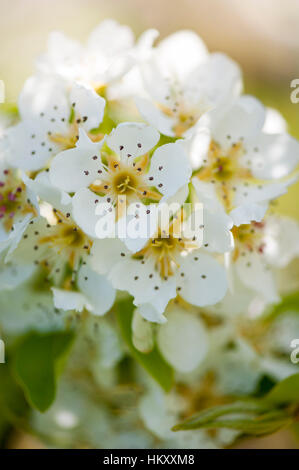 Bergamotte Bergamote d'Esperen Pear Tree in fiore con soft bianca primavera fioriscono, immagine presa contro un sfondo morbido Foto Stock