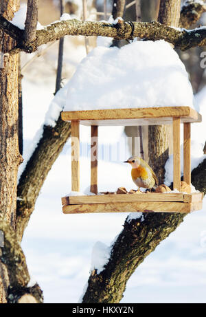 Robin (Erithacus rubecula) è seduta sul artigianale di bird-alimentatore con le briciole e i dadi, scena invernale Foto Stock