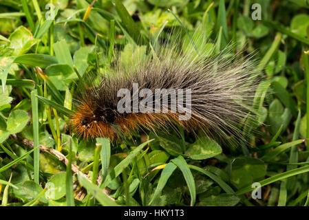 Lanosi Bear caterpillar del giardino Tiger Moth sul chiodo di garofano Foto Stock