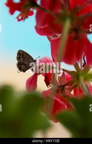 Geranio bronzo, butterfly Cacyreus marshalli, uovo-posa su un rosso fiore di geranio, Algarve, PORTOGALLO Foto Stock