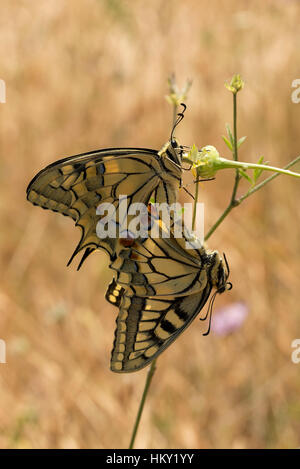 Due farfalle a coda di rondine, Papilio machaon, hanging off flowerhead coniugata con sfondo sfocato Foto Stock