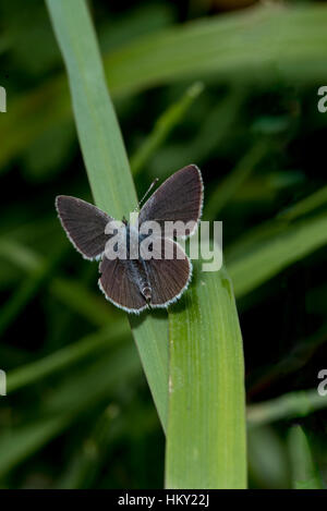 Piccolo piccolo Blue Butterfly, Cupido minimus, crogiolarvi al sole su una lama di erba con alette aperte a Badbruy anelli in Dorset, Inghilterra Foto Stock