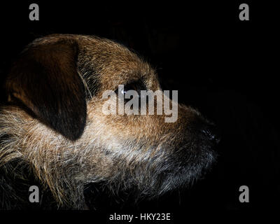 Ritratto di scruffy contorno marrone terrier cross nel profilo con sfondo nero Foto Stock