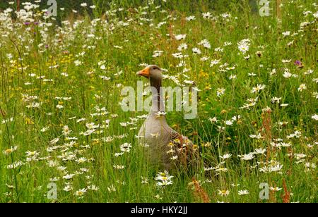 Oca Graylag in piedi di fiori di campo Foto Stock