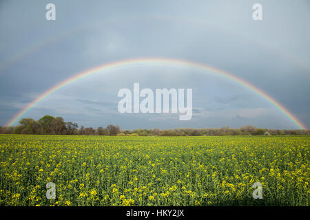 Rainbow su campo con giallo canola field Foto Stock